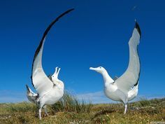 Feathered friends?