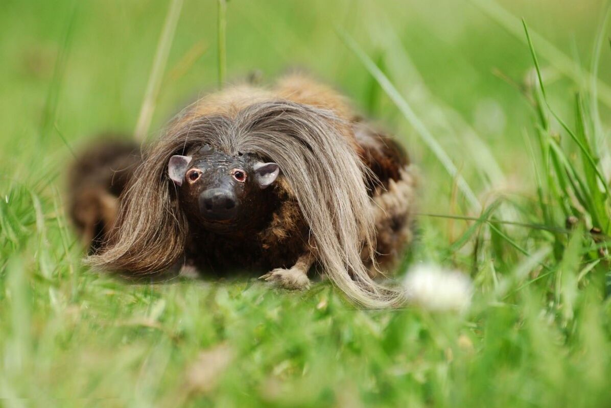 Hairy Hamish & Gladys McTagish