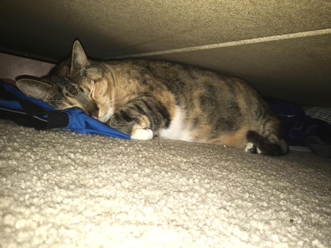 Misty the cat ?