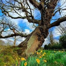 Yon blooming oak