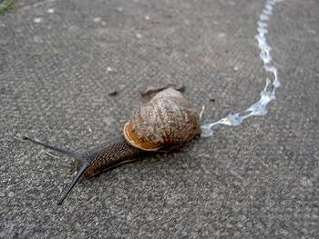 Hail the garden snail..