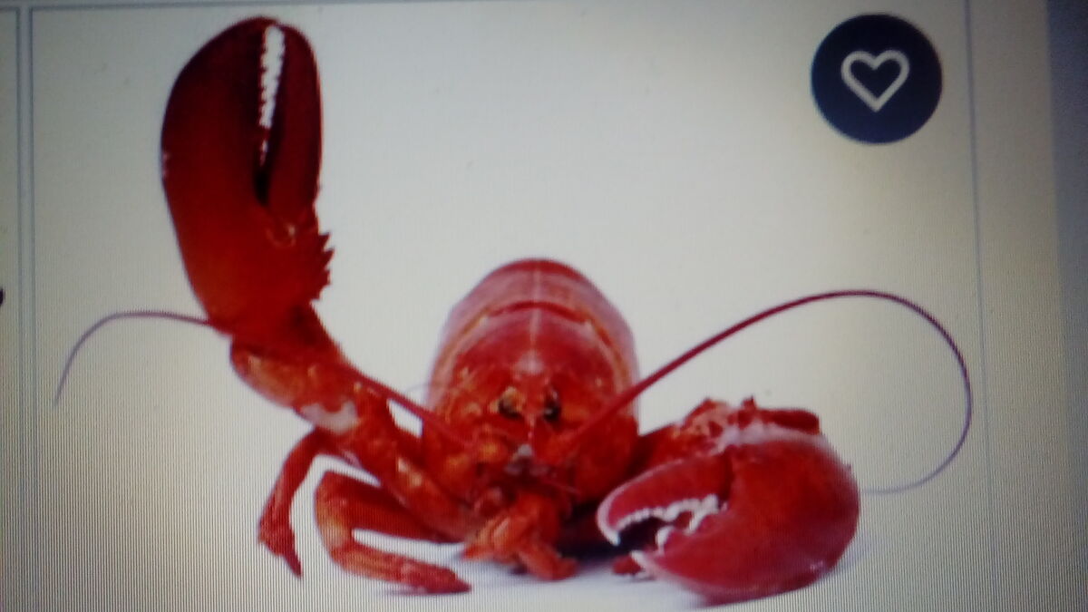 The Lobster