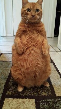 Freddy the farmer’s cat ?