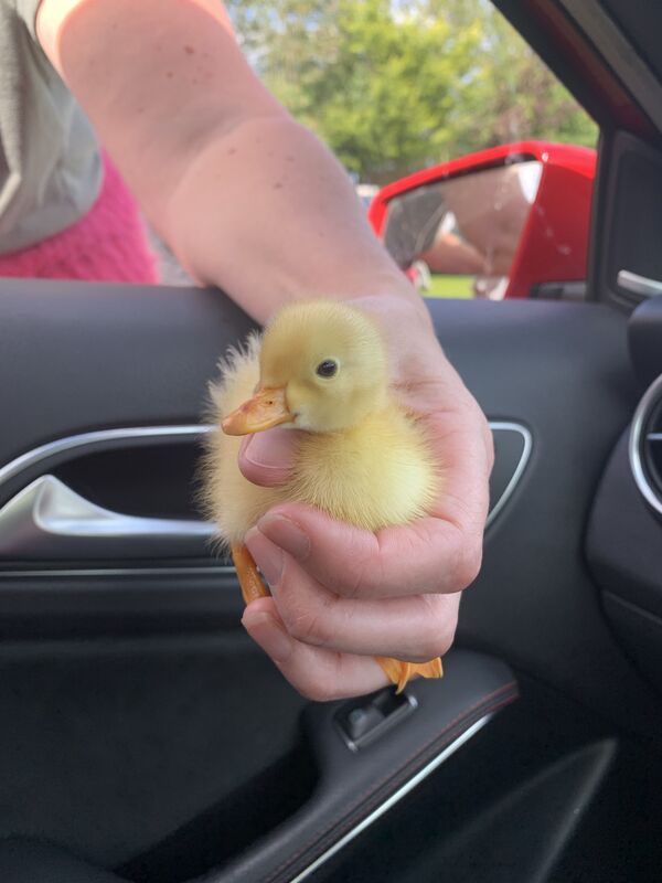 Our latest cutey ?