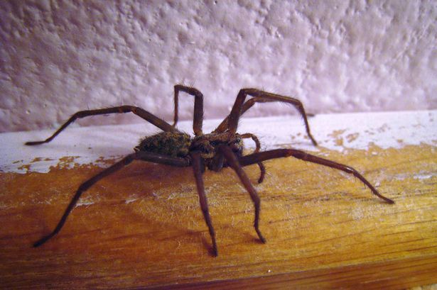 That hairy, horrible Halloween sight ??