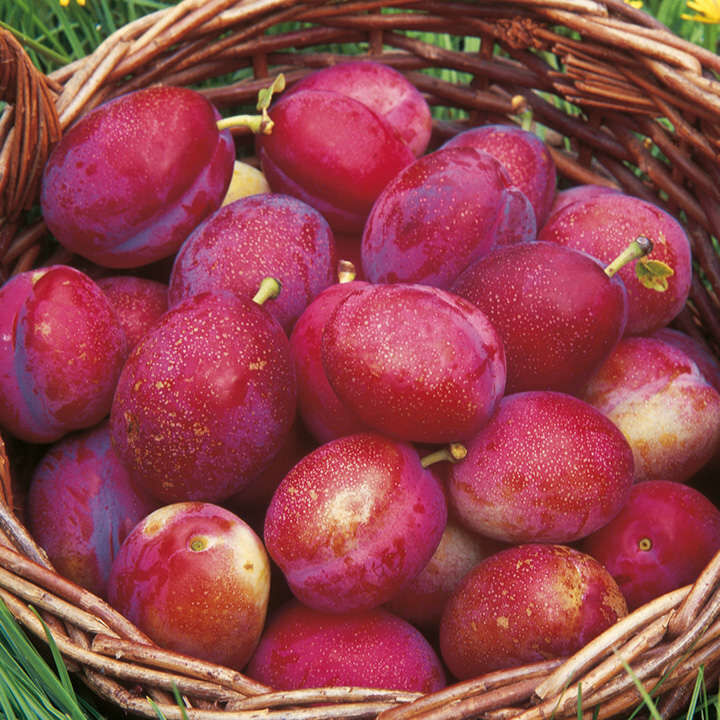 Lovely juvly plums ?