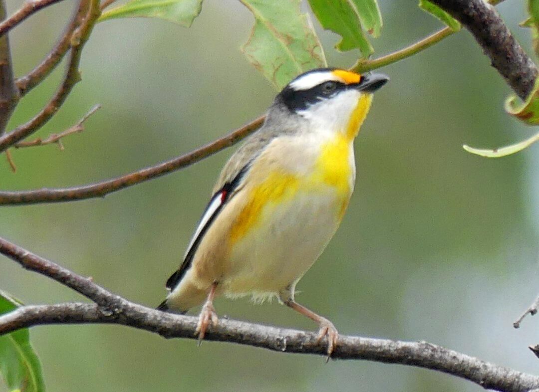 Little Bird In The Oak Tree