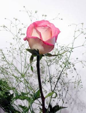 Our Heart's Entwined In Love