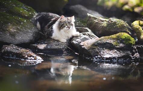 Playful Cat