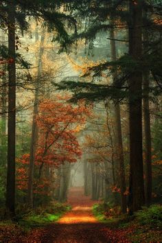 Wilderness of wood
