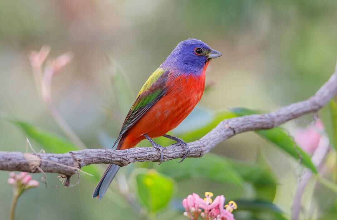 The Bird Sings A Song