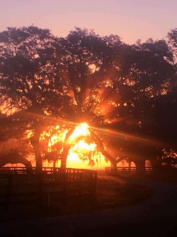 Our canopy of delight ❤️