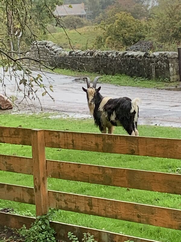 Billy Goat Gruff ?