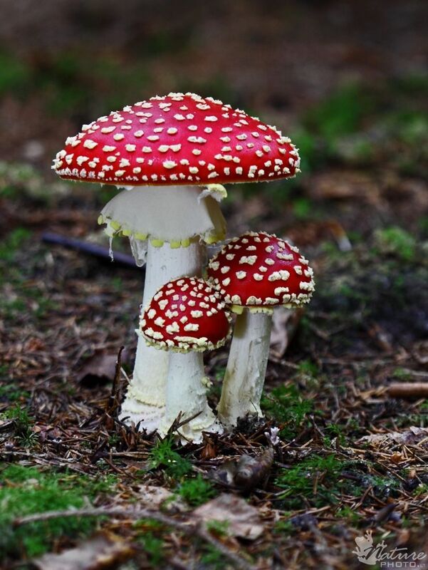 The three magic mushrooms ???