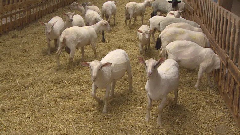 Baa Baa Club