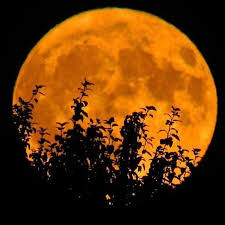 Autumn Moon