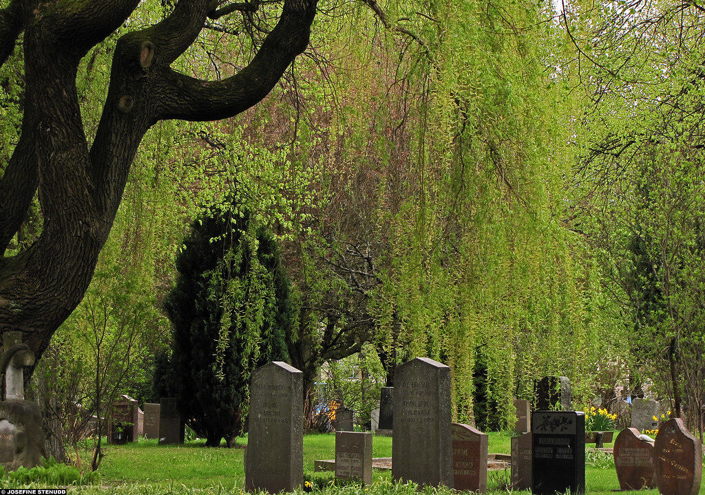 The old weeping willow tree ?