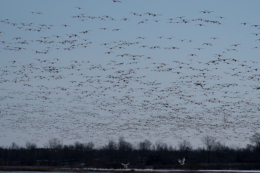 A sky full of flight