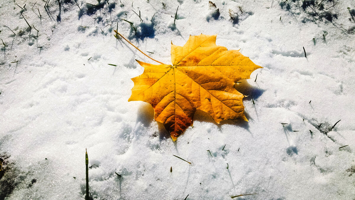 Fall Into Winter
