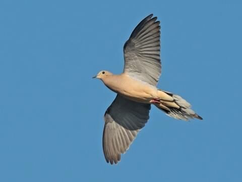 GLIDES THE DOVE