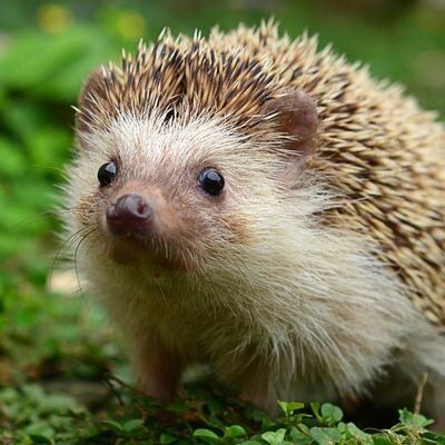 Henrietta hedgehog was not at all very well?