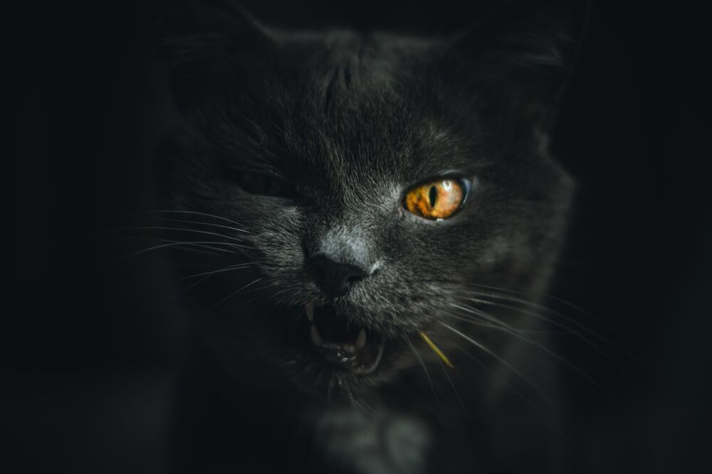 Black Cat