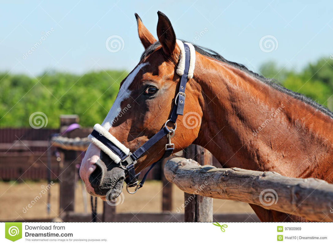 The gelded stallion