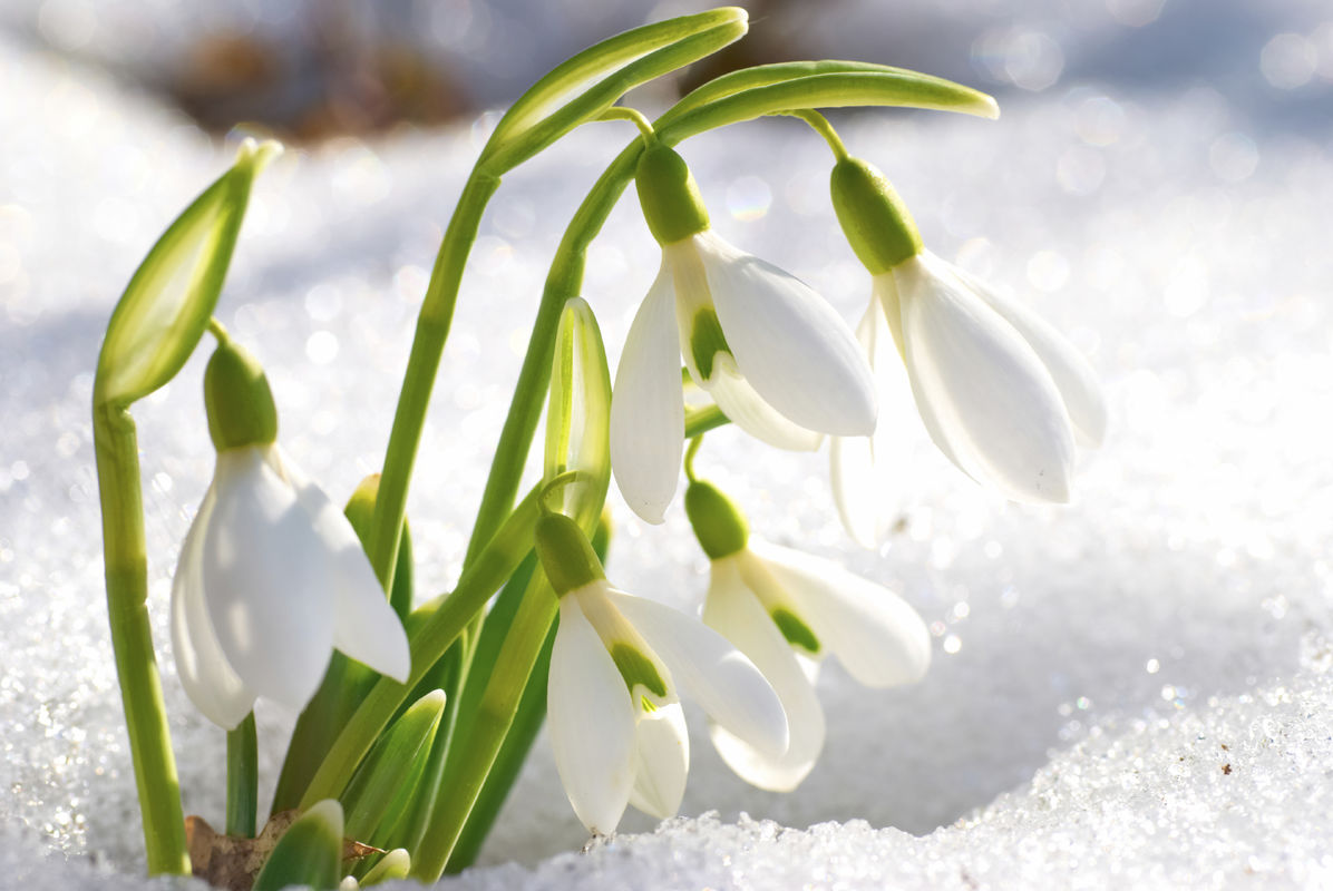 Snowdrops