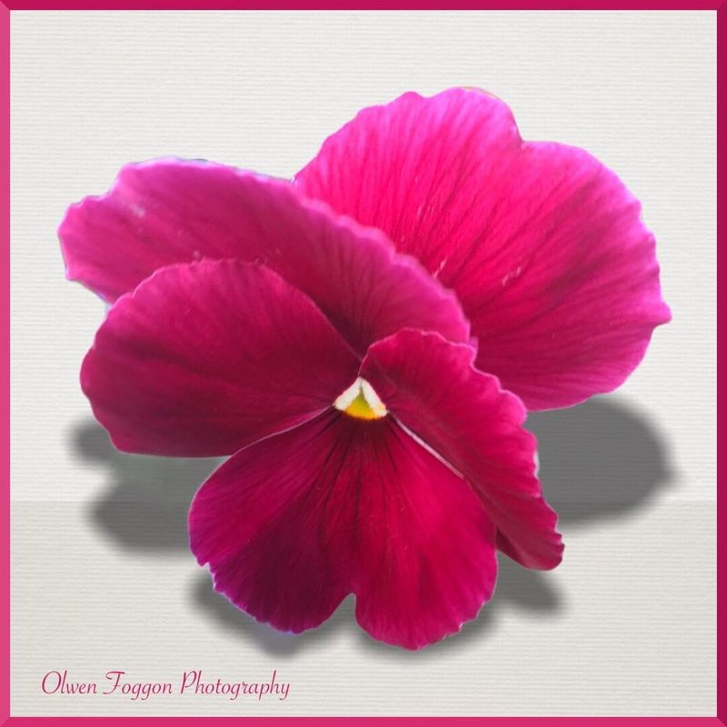 One perfect pink Pansy β€οΈ