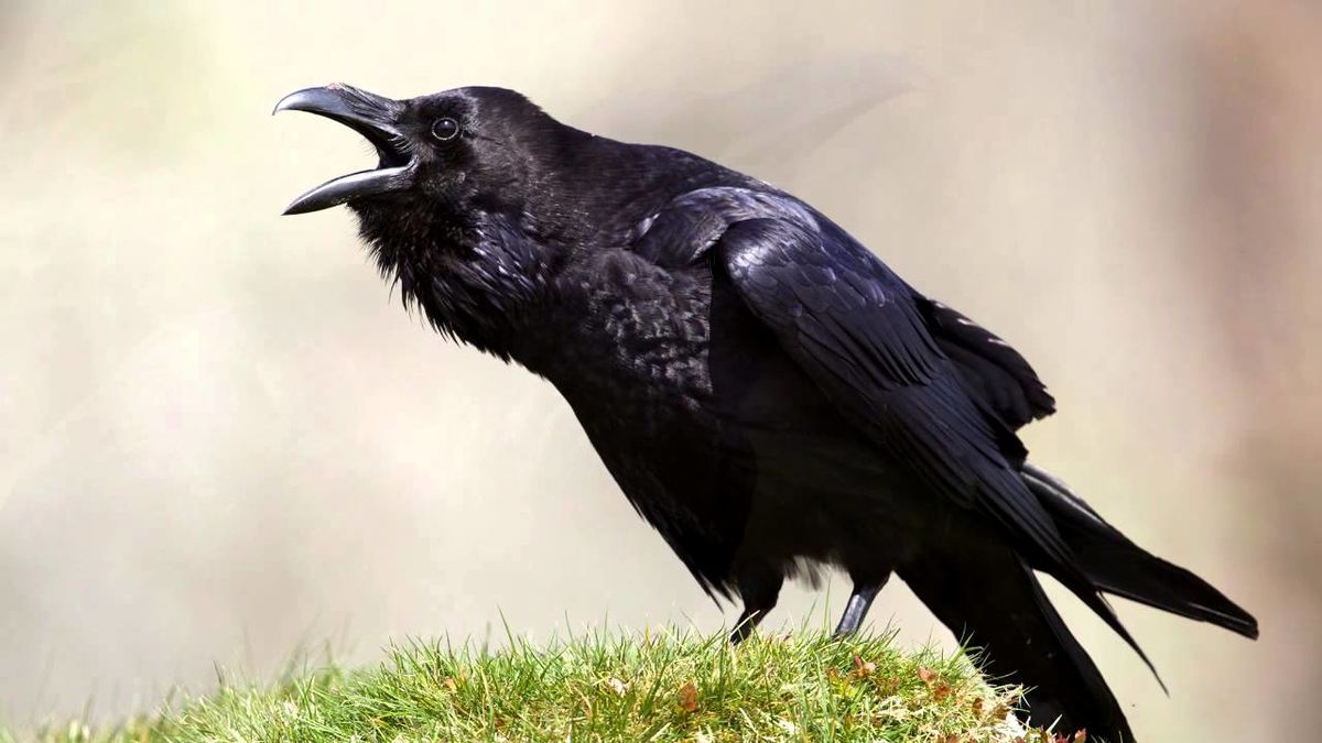 The high pitched squeak from a cackling Crow 🤣
