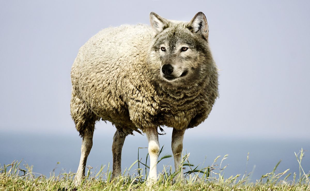 Wolves in Sheep's Clothing