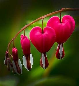 Bleeding Hearts