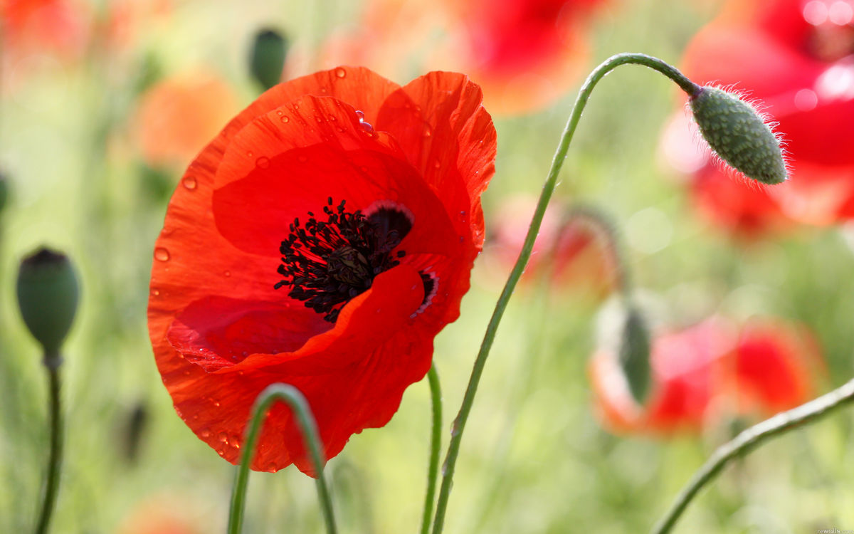 Lest We Forget