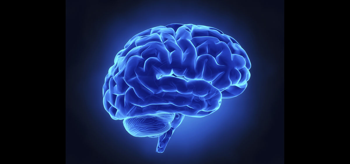 THE BRAIN