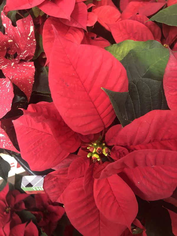 Poinsettia