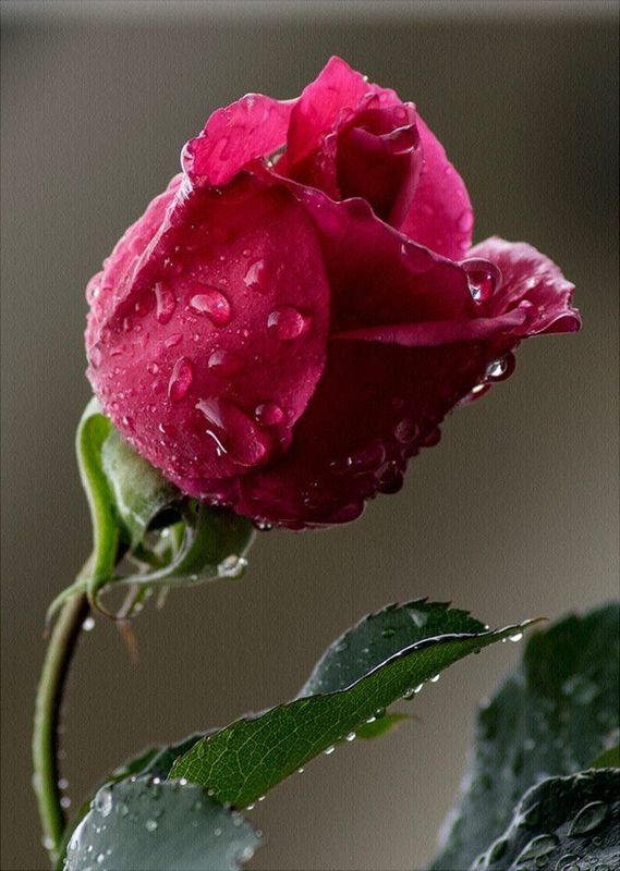 A sweet red rose❤️