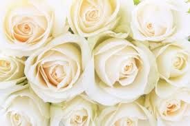 Poetic Vows X