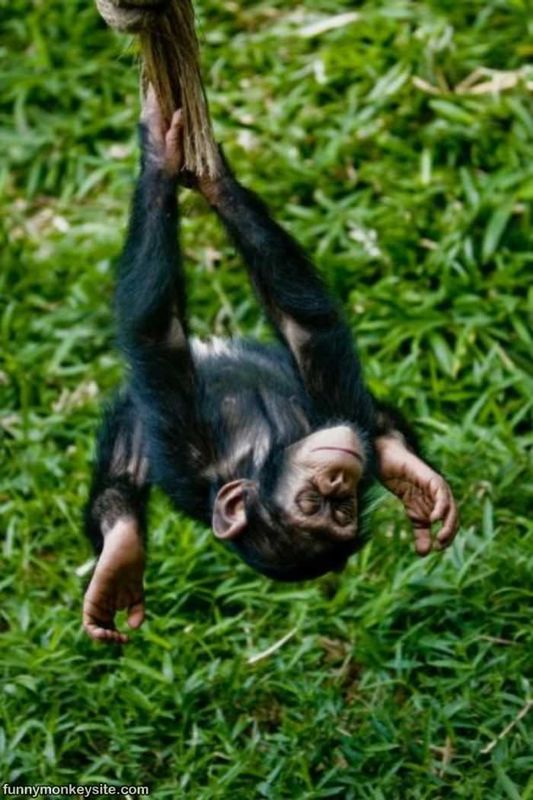 Young hearts run free...🐒