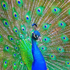 As proud as a peacock