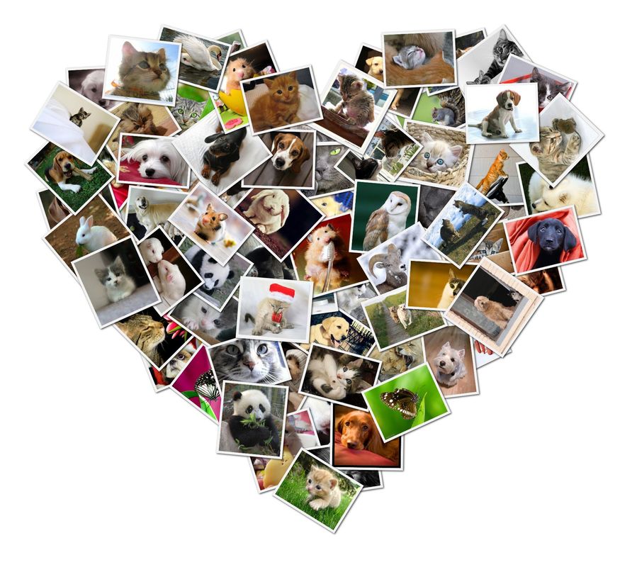 Pictures