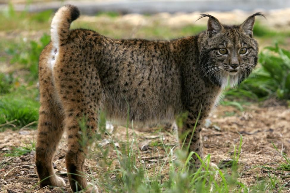 The Lynx