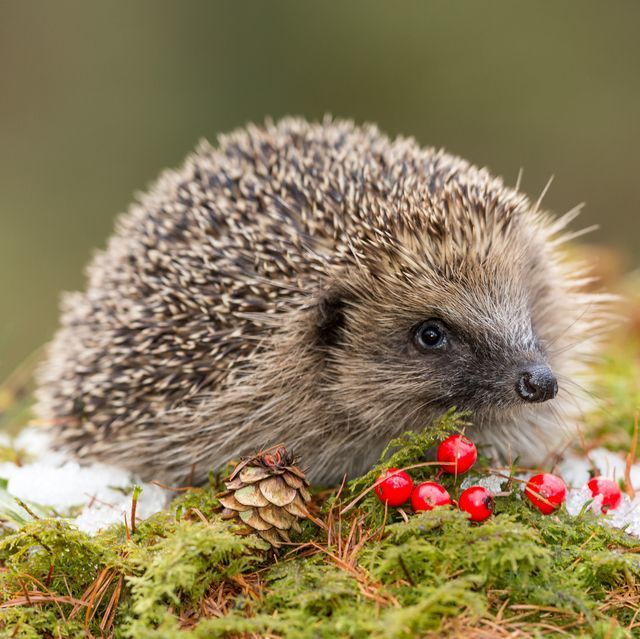 Tiddilywinks is two 🦔