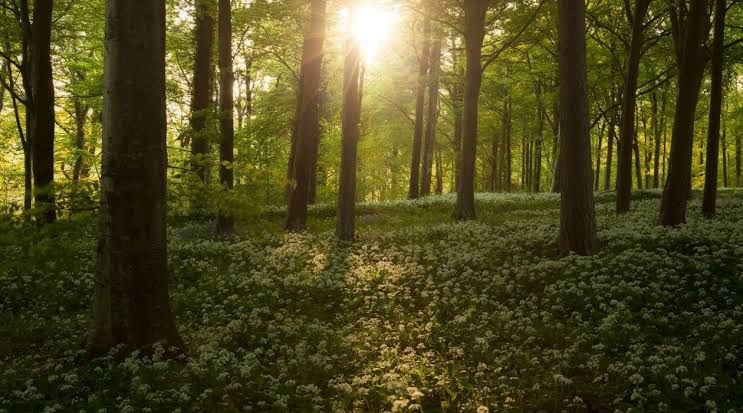 Woodland
