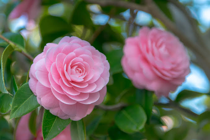 Camellias