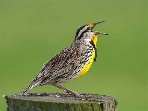 THE LARK