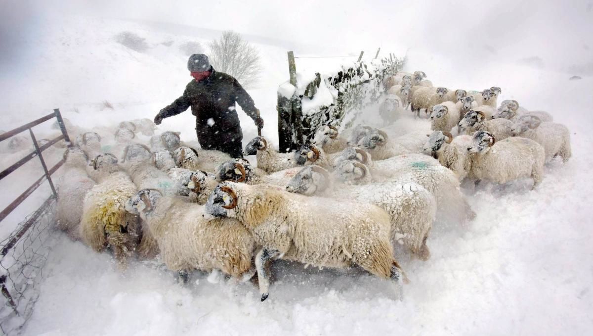 The hardy herdsman🐑