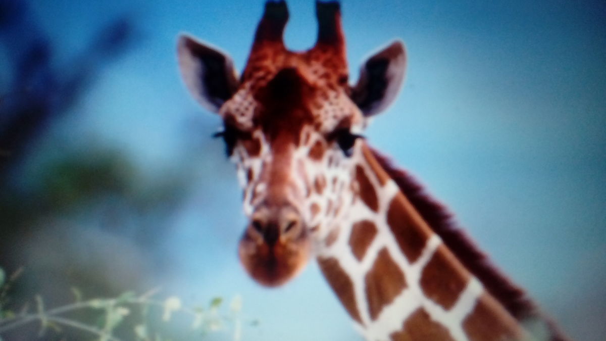All Creatures Great And Tall