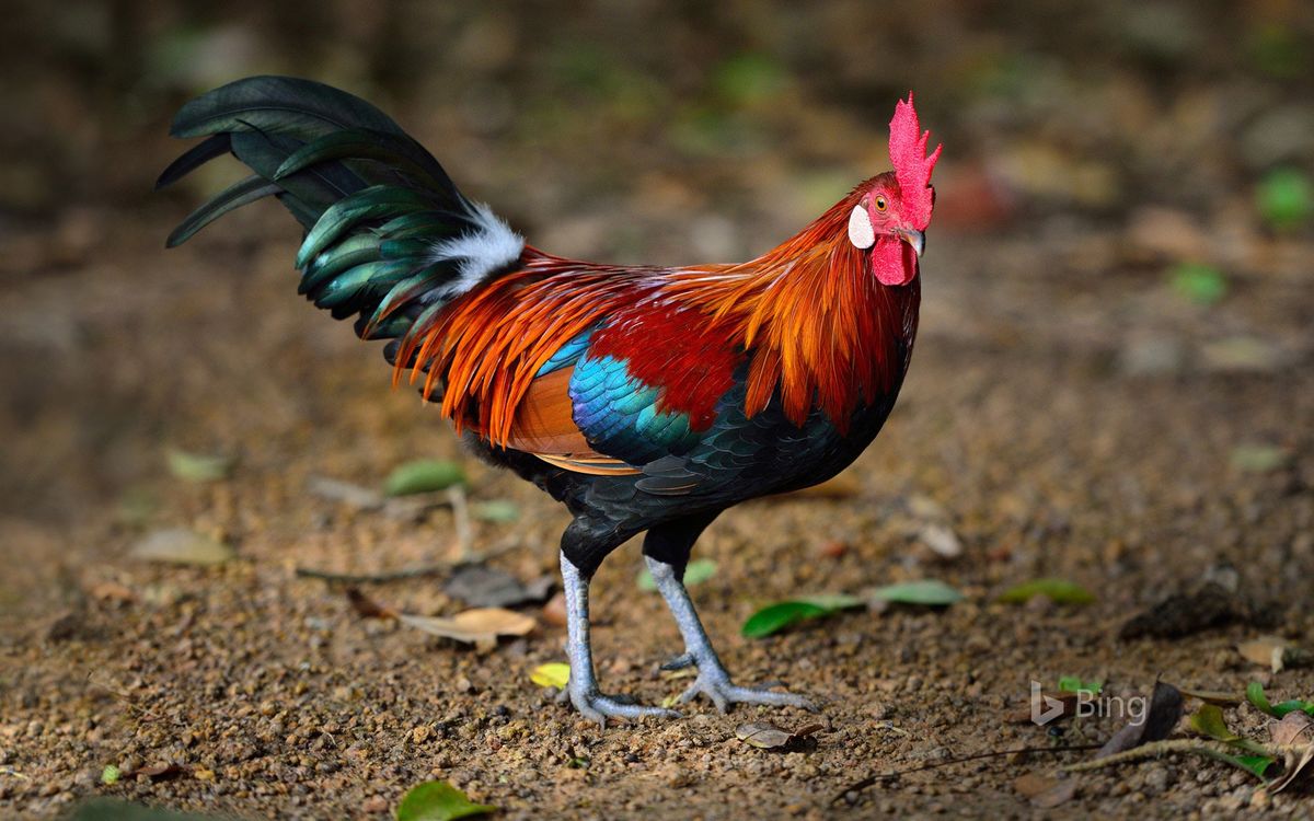 A PANTRY PHEASANT FOR A BROOCH