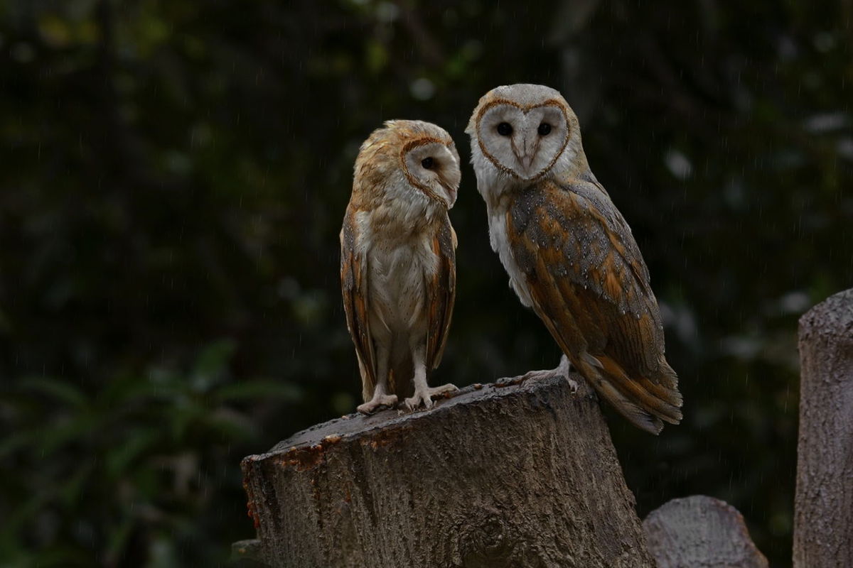 Spirits of the wood 🦉🦉