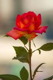 A Rose for Winter